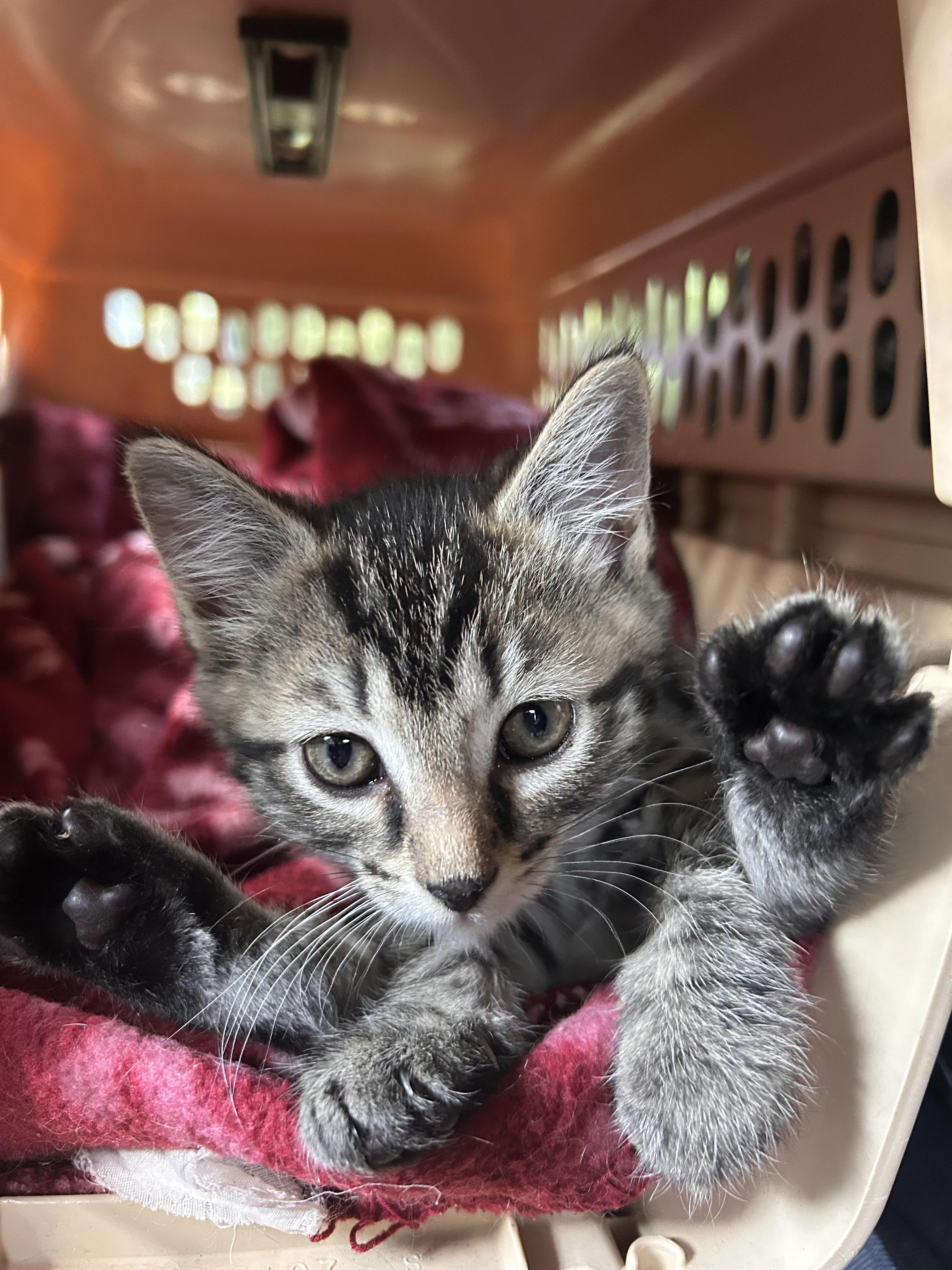 Enlarge Lipton, a ADOPTABLE Domestic Short Hair in Newborn, GA image 1/2