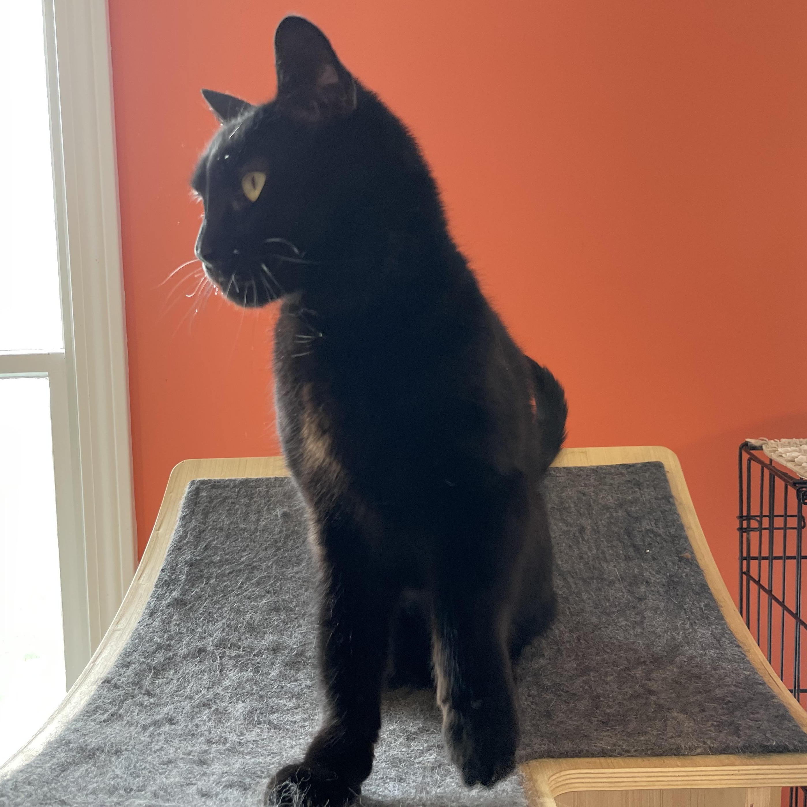 Saukee, a Adoptable Domestic Short Hair in Wells, ME image 2/5