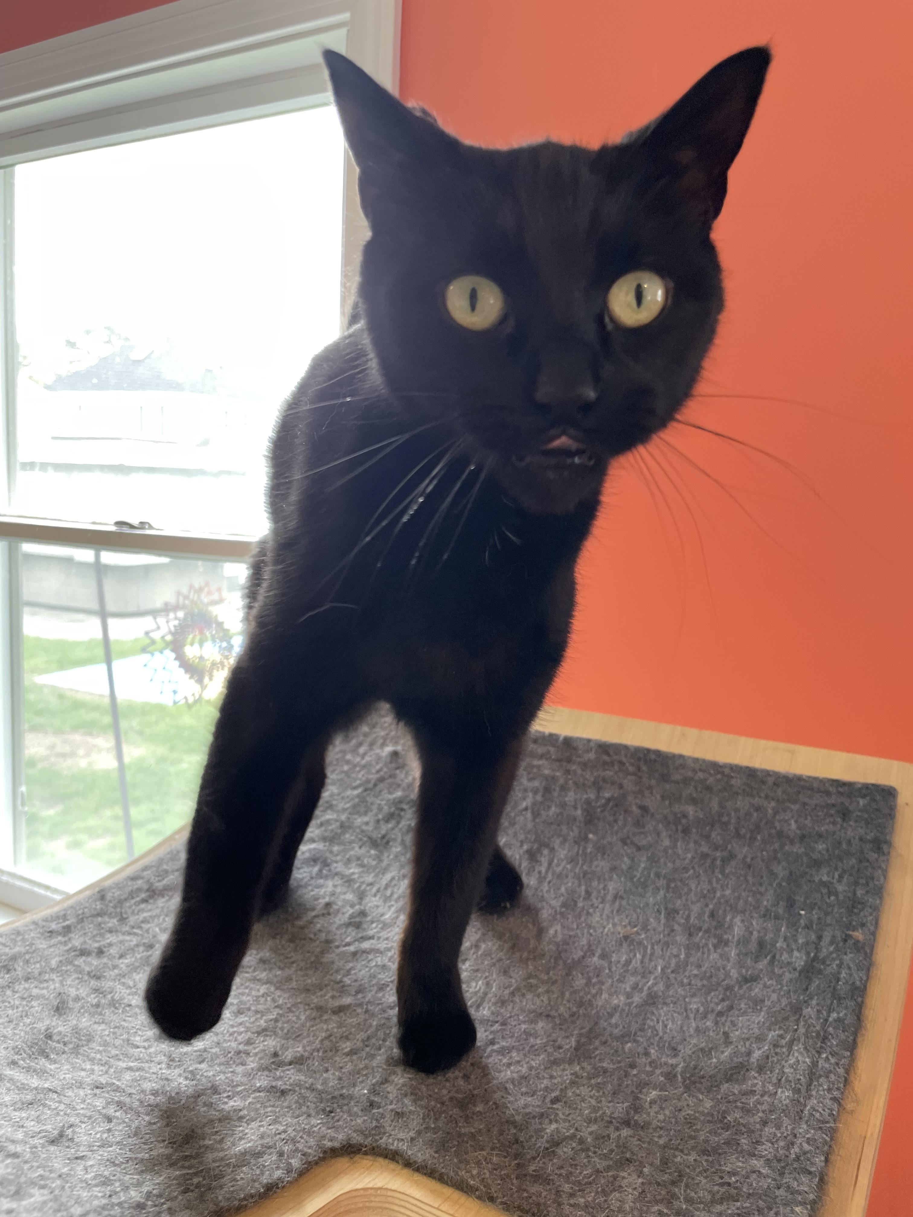 Saukee, a Adoptable Domestic Short Hair in Wells, ME image 3/5