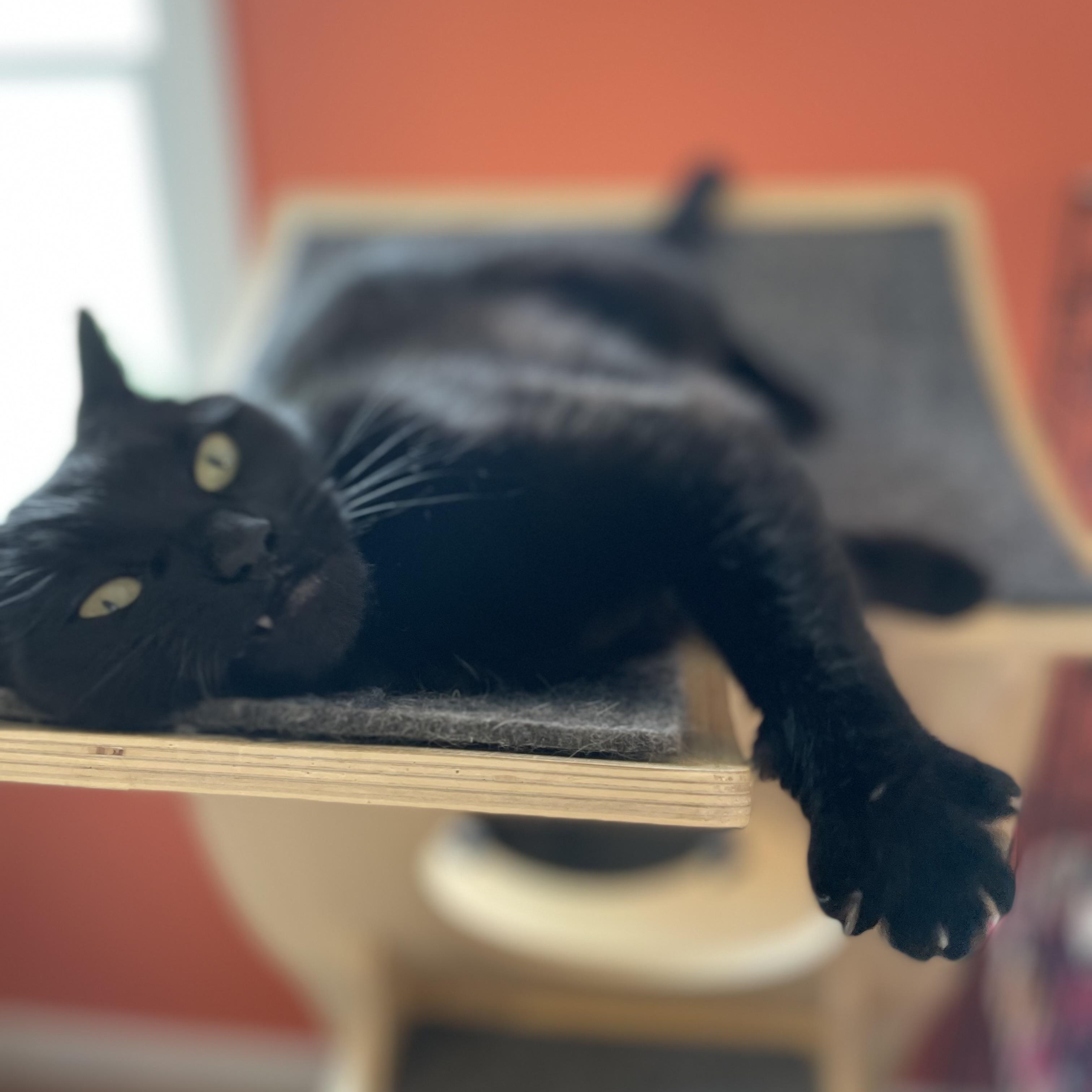Saukee, a Adoptable Domestic Short Hair in Wells, ME image 4/5