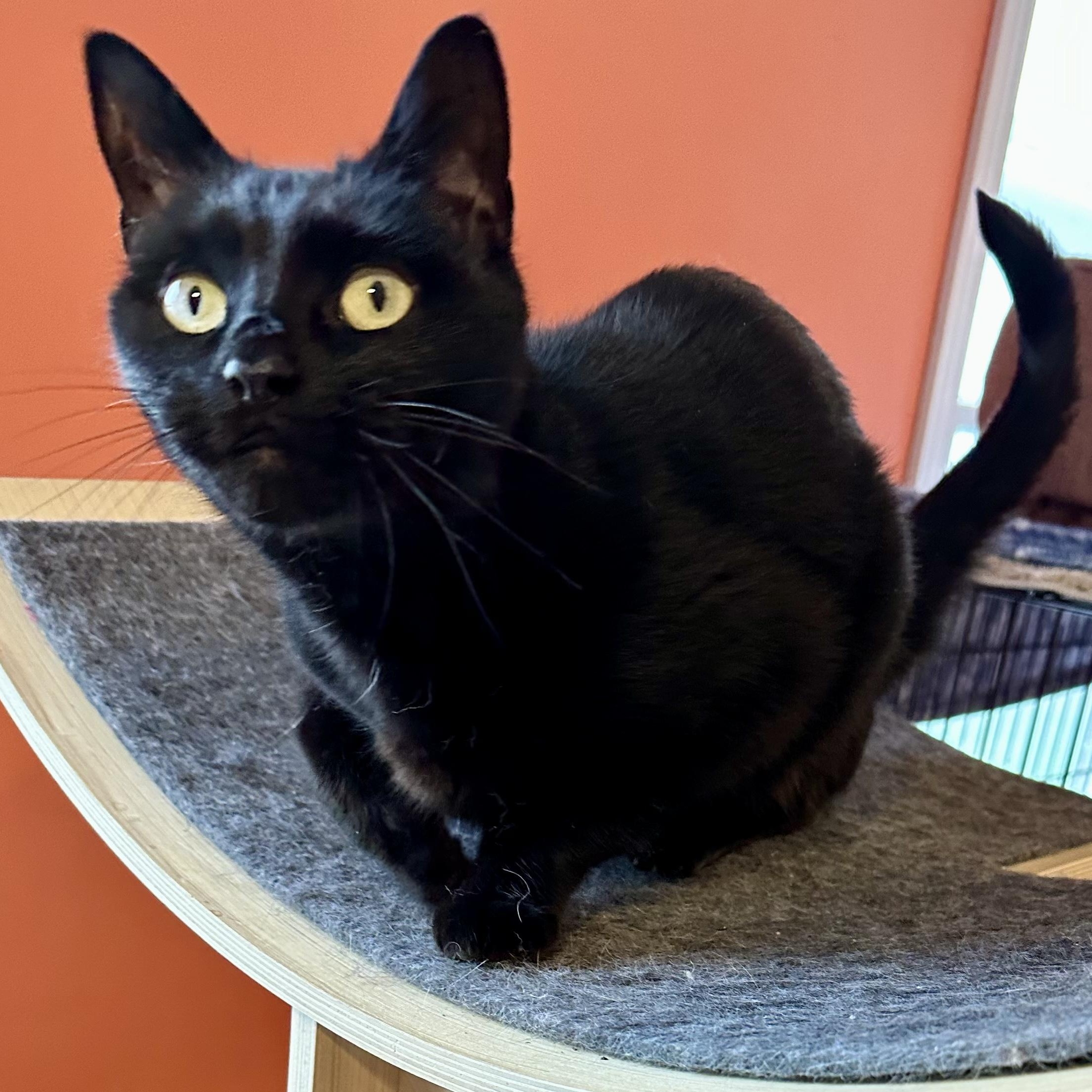 Saukee, a Adoptable Domestic Short Hair in Wells, ME image 5/5