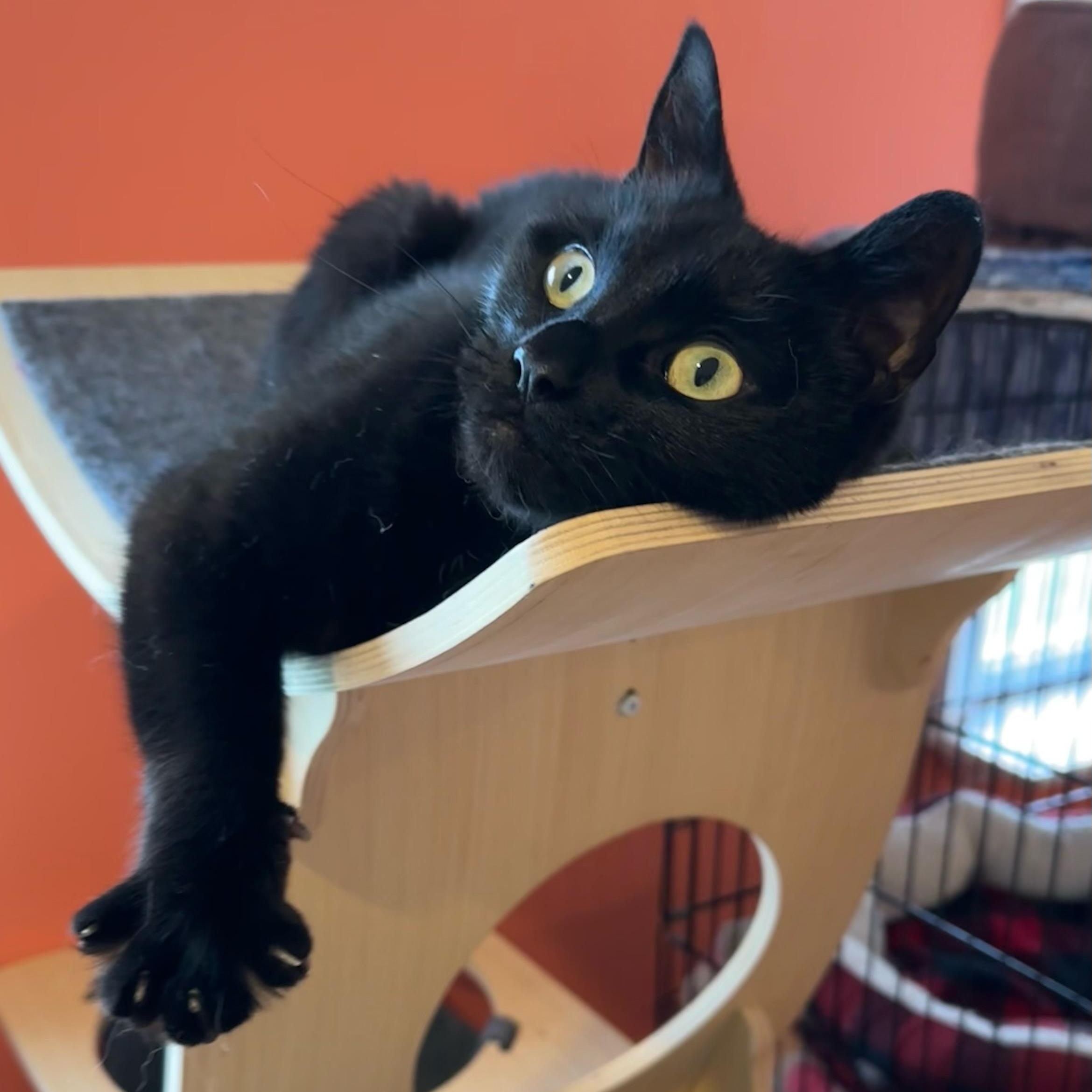 Saukee, a Adoptable Domestic Short Hair in Wells, ME image 1/5