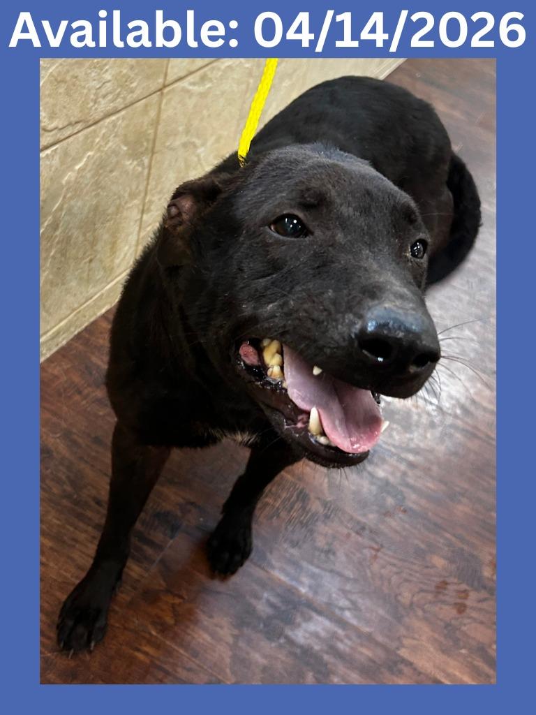 Enlarge Dog Kennel #8, a Adoptable mixed breed in Greenville, TX image 1/3