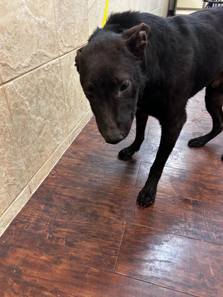 Enlarge Dog Kennel #8, a Adoptable mixed breed in Greenville, TX image 3/3