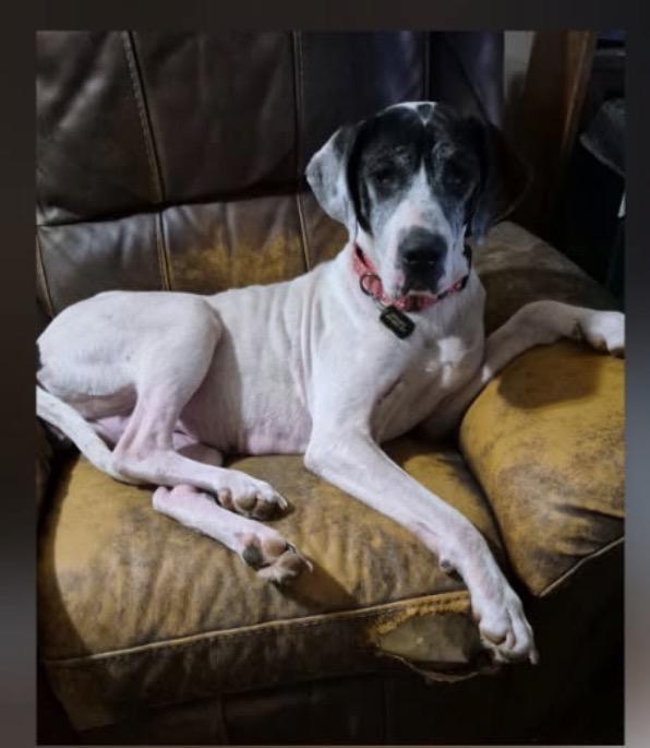 Odyssey, ADOPTABLE, Adult Female Great Dane.