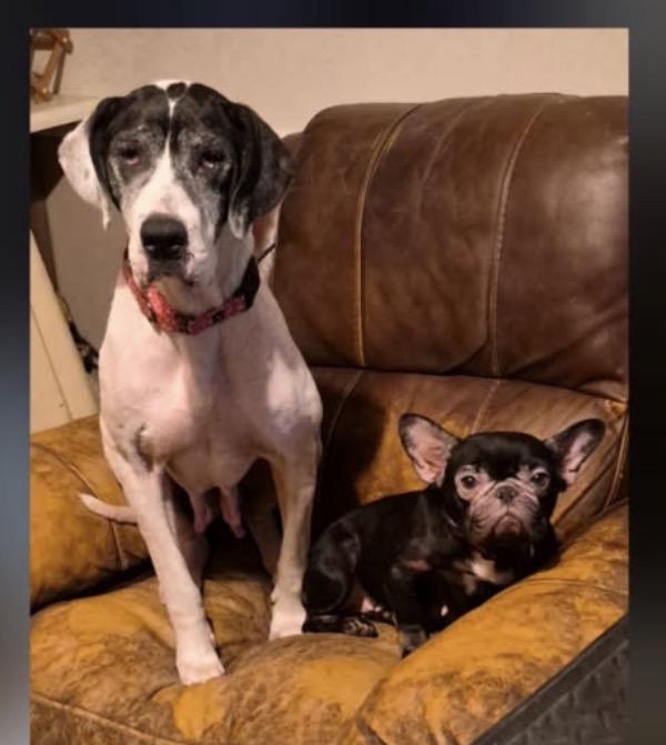 Odyssey, a ADOPTABLE Great Dane in Paoli, IN image 2/4