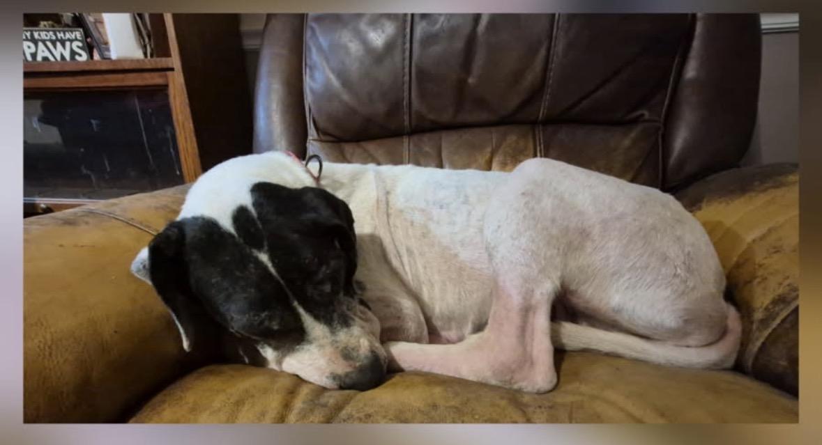 Odyssey, a ADOPTABLE Great Dane in Paoli, IN image 3/4