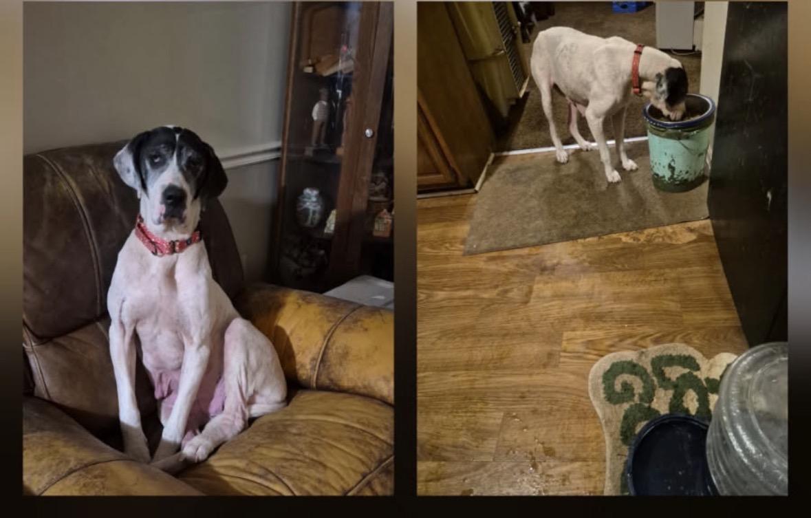 Odyssey, a ADOPTABLE Great Dane in Paoli, IN image 4/4