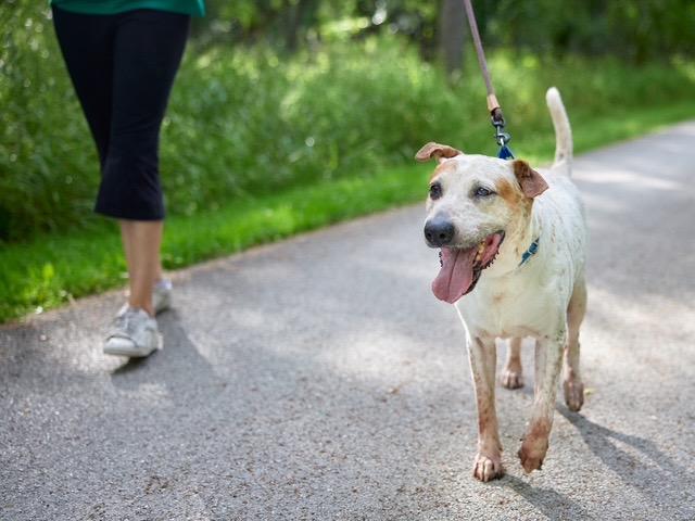 Enlarge Lucian, a Adoptable mixed breed in Chicago, IL image 2/6