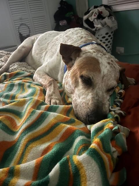 Enlarge Lucian, a Adoptable mixed breed in Chicago, IL image 3/6