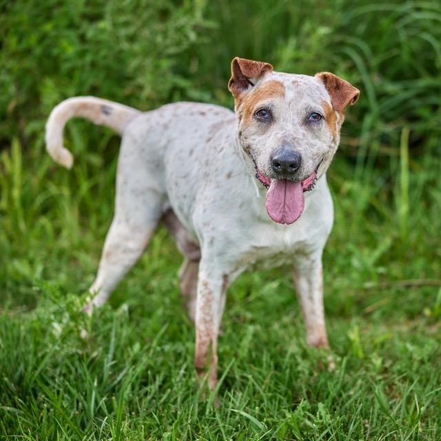 Enlarge Lucian, a Adoptable mixed breed in Chicago, IL image 1/6