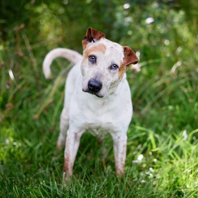 Enlarge Lucian, a Adoptable mixed breed in Chicago, IL image 4/6