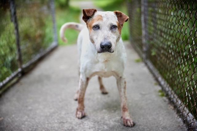 Enlarge Lucian, a Adoptable mixed breed in Chicago, IL image 5/6