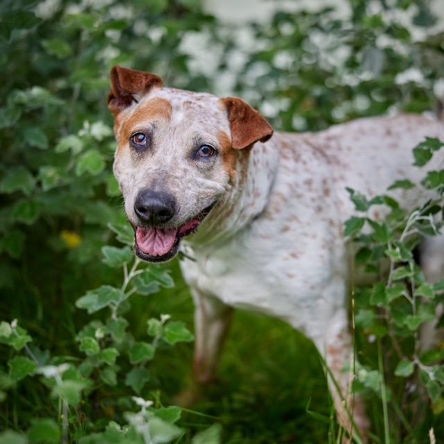 Enlarge Lucian, a Adoptable mixed breed in Chicago, IL image 6/6