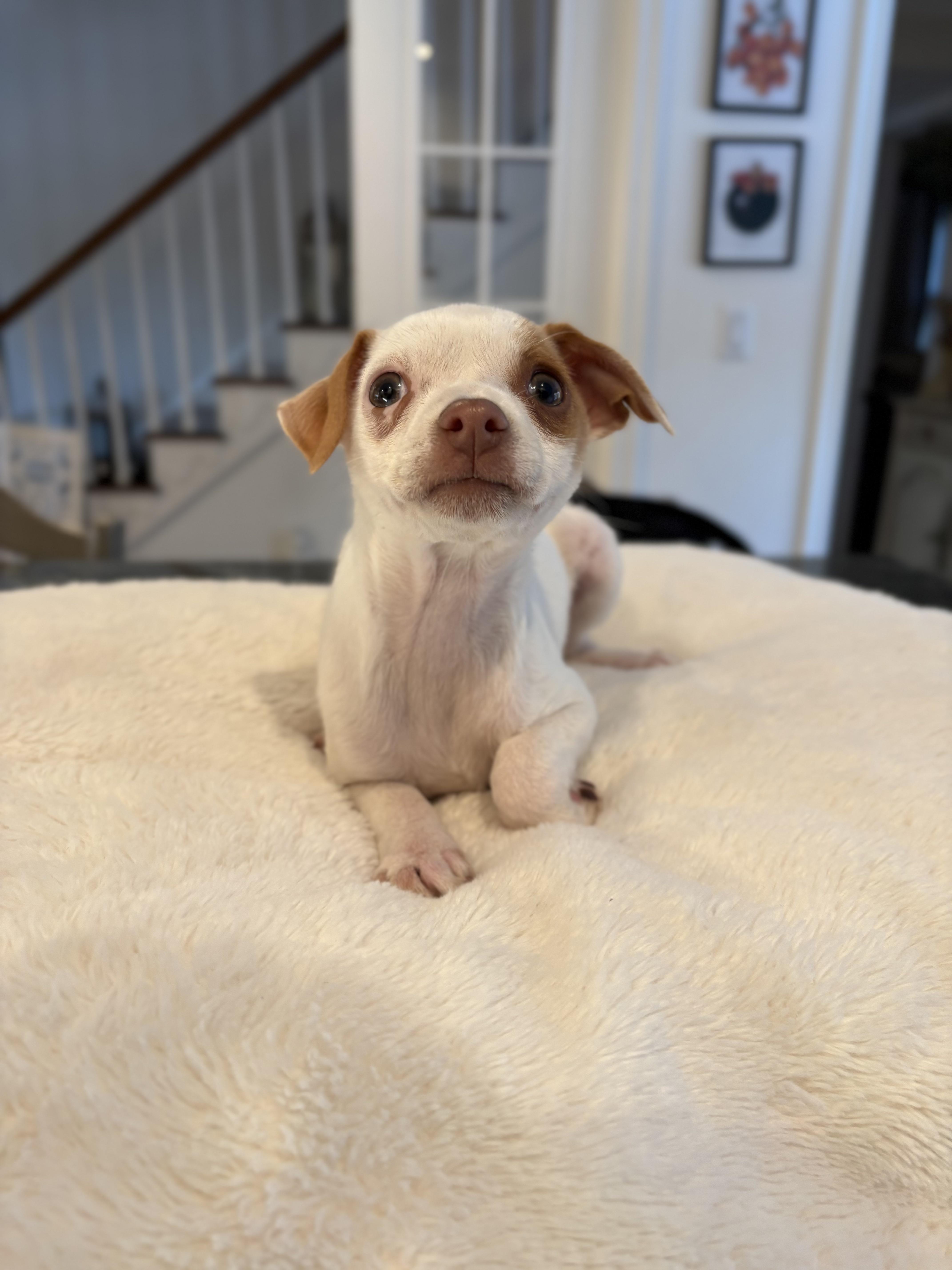 Enlarge MINNIE, an adopted mixed breed in Branford, CT image 2/2