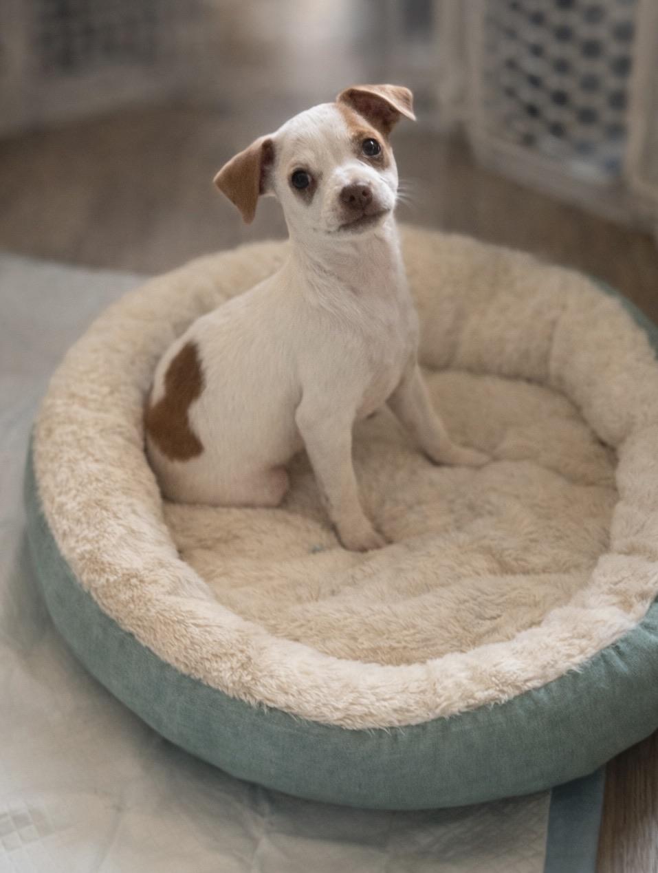 MINNIE, adopted, Puppy Female Chihuahua & Jack Russell Terrier.