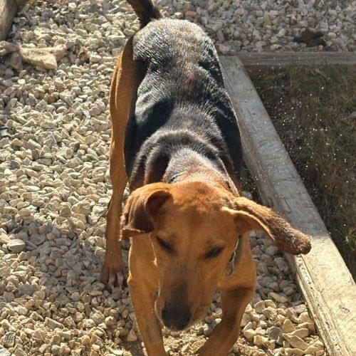 Holler, Adoptable, Adult Male American Foxhound & Hound.
