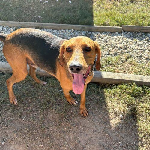 Enlarge Holler, a Adoptable mixed breed in Sanford, NC image 2/3