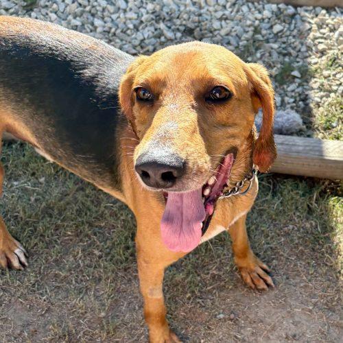 Enlarge Holler, a Adoptable mixed breed in Sanford, NC image 3/3