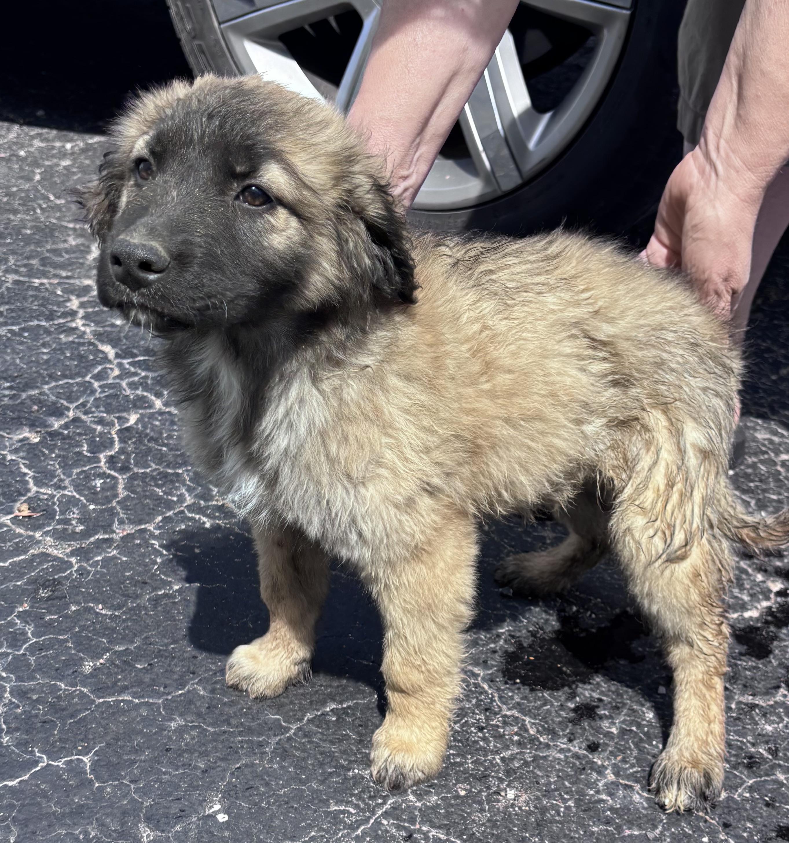 Enlarge Lilly , an adopted mixed breed in Watertown, CT image 2/3