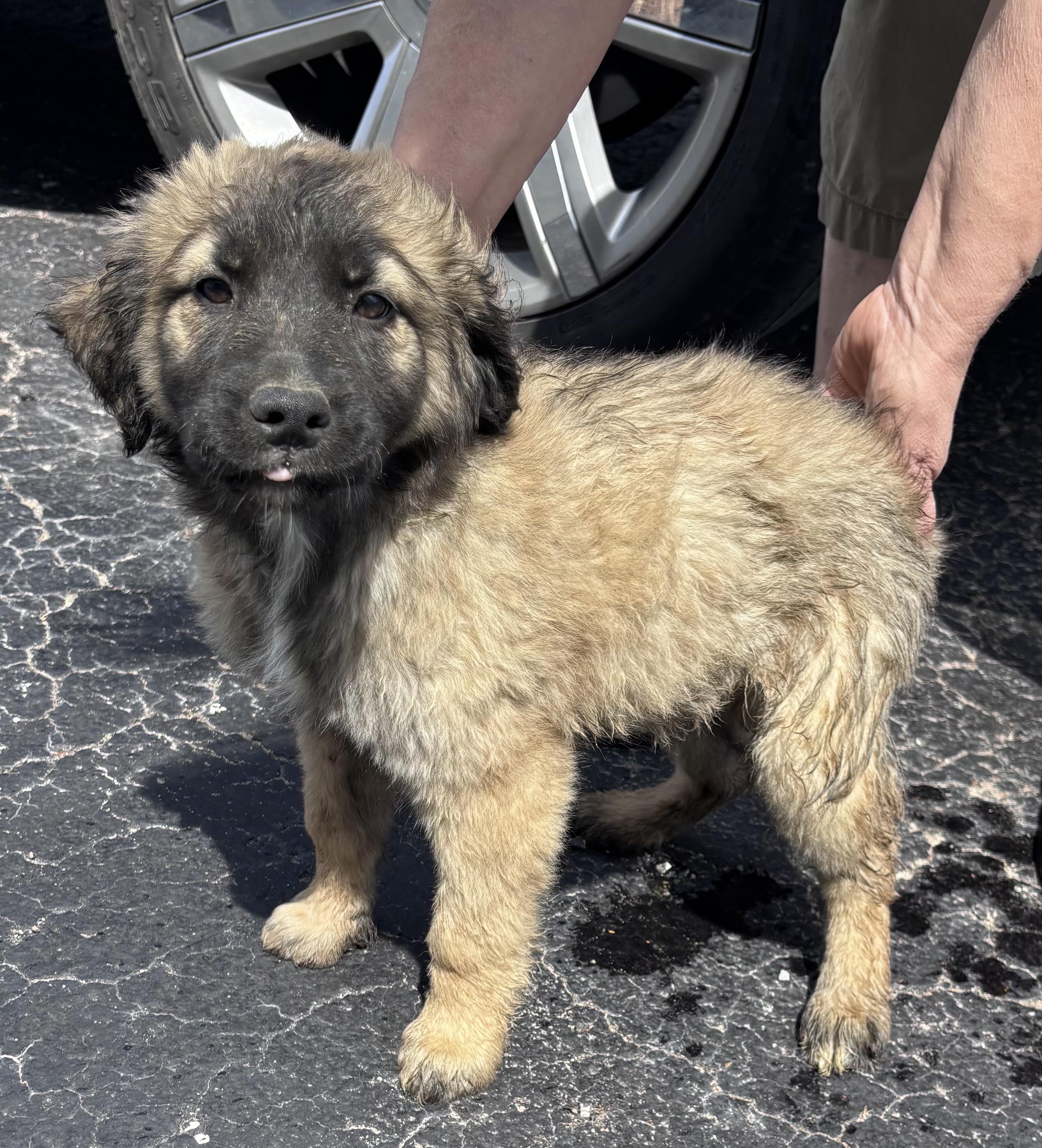 Lilly , adopted, Puppy Female German Shepherd Dog & Poodle.