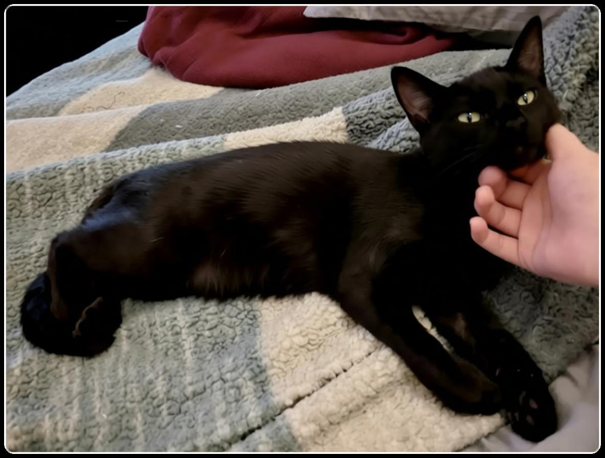 Wall-e, adopted, Young Male Domestic Short Hair.