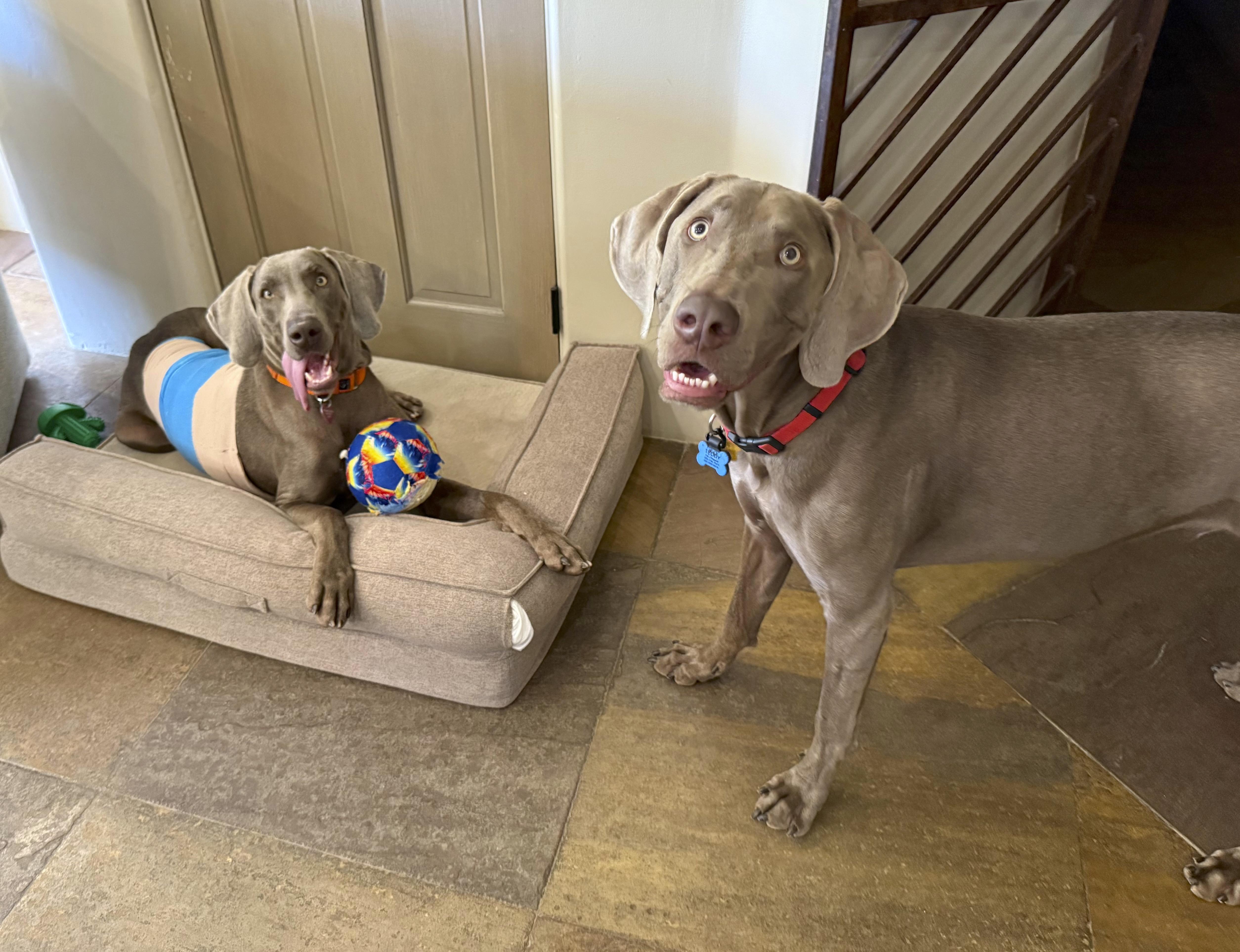 Enlarge Archie, a ADOPTABLE Weimaraner in Scottsdale, AZ image 5/6