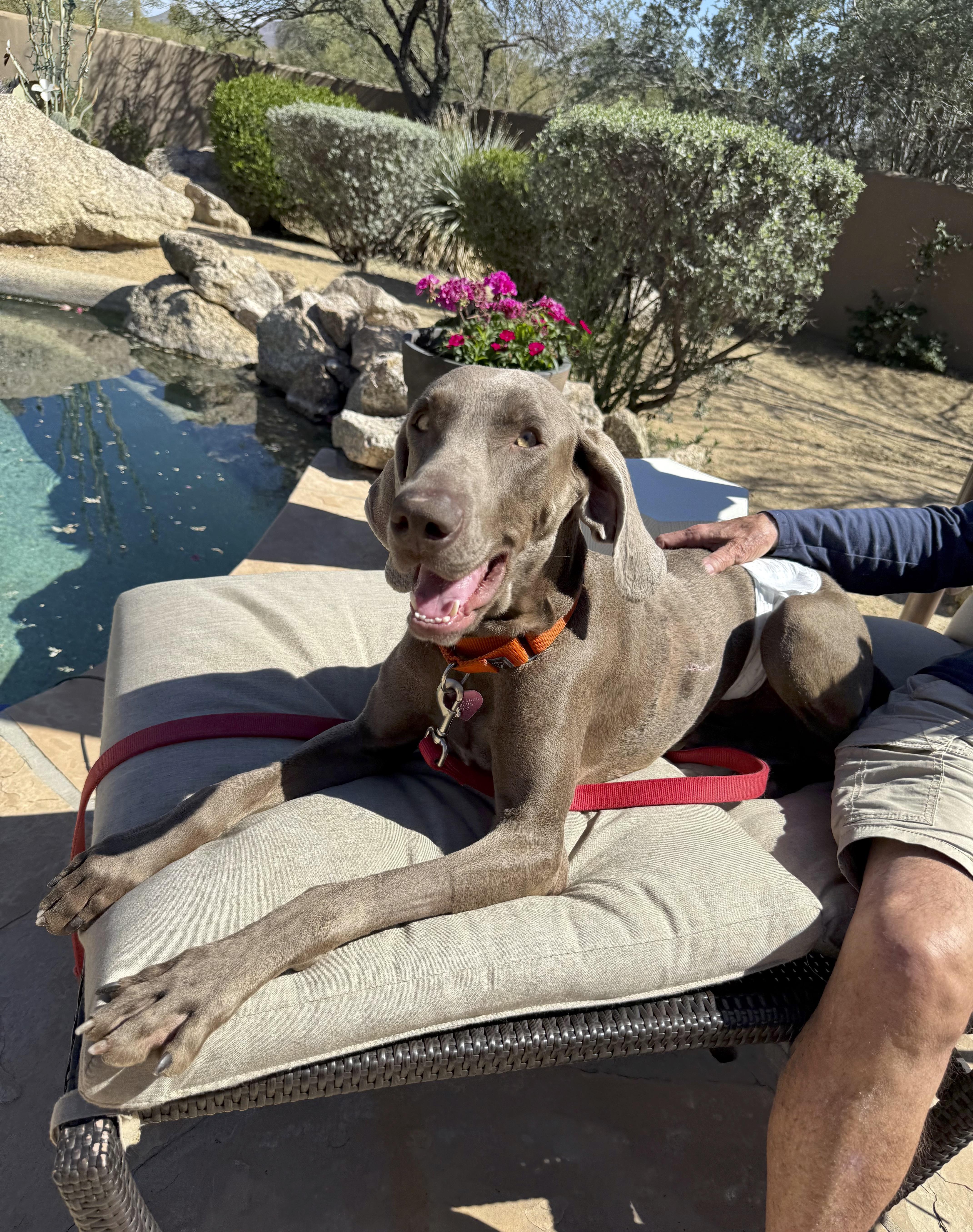 Enlarge Archie, a ADOPTABLE Weimaraner in Scottsdale, AZ image 6/6