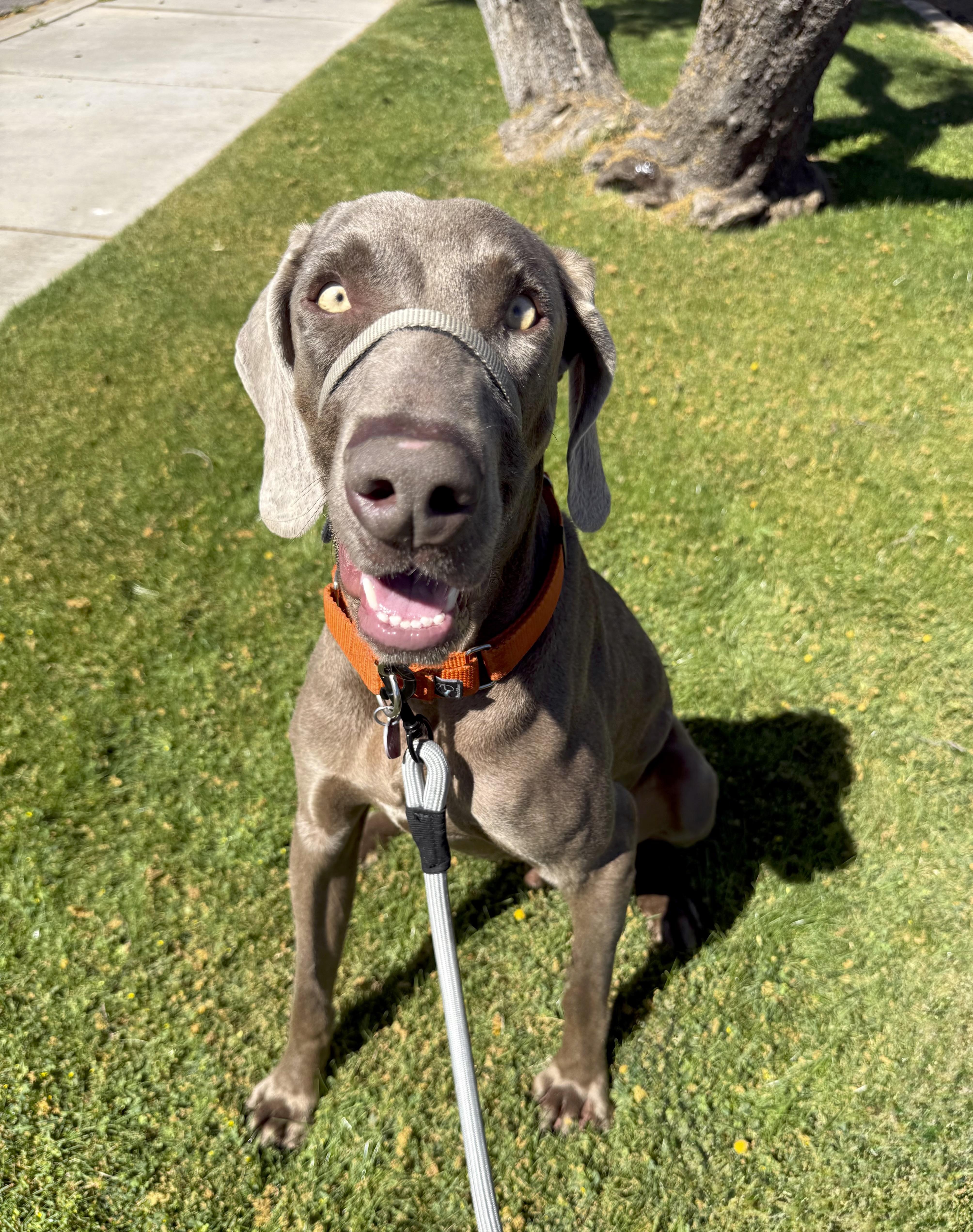 Enlarge Archie, a ADOPTABLE Weimaraner in Scottsdale, AZ image 4/6