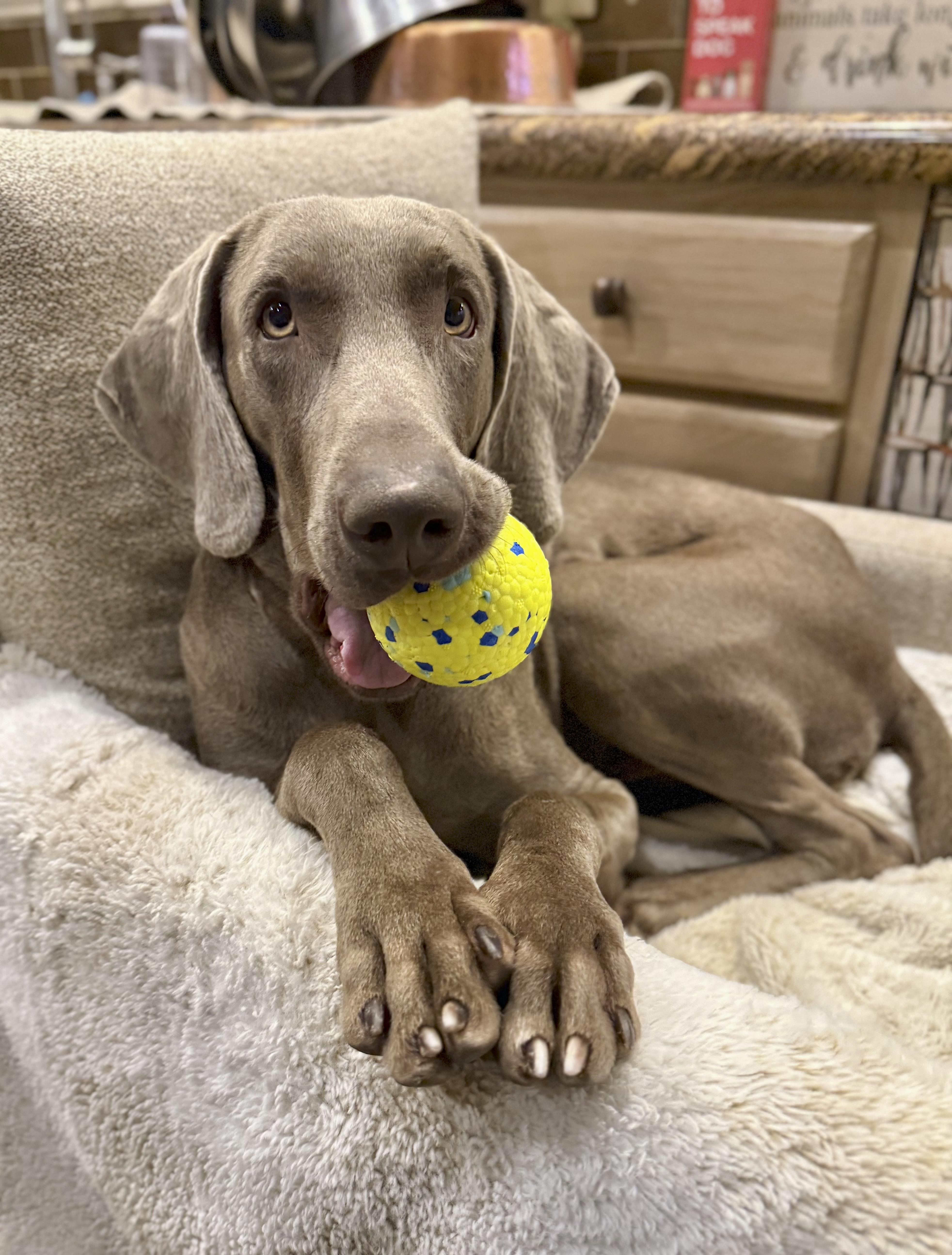 Enlarge Archie, a ADOPTABLE Weimaraner in Scottsdale, AZ image 3/6