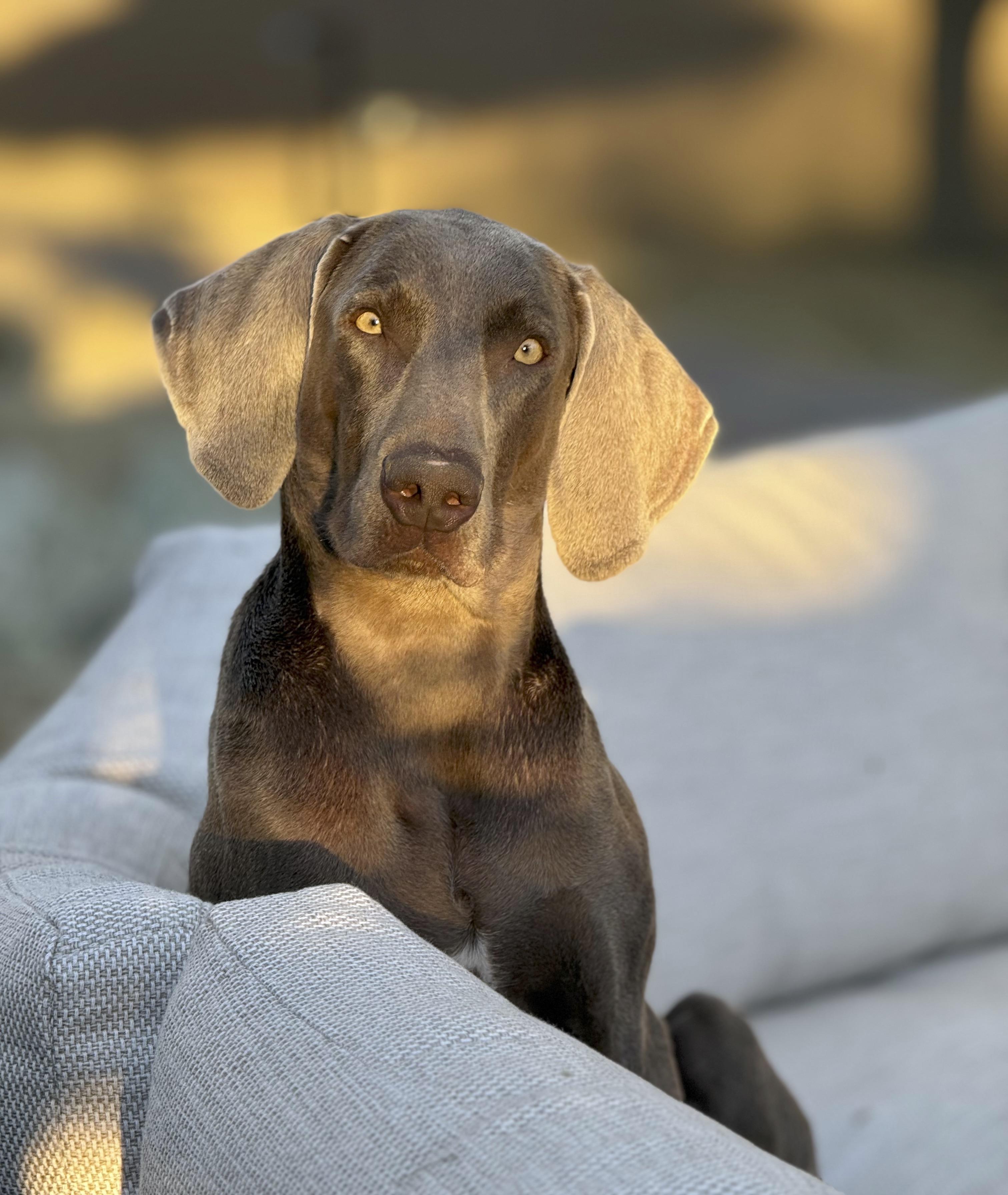 Enlarge Archie, a ADOPTABLE Weimaraner in Scottsdale, AZ image 2/6