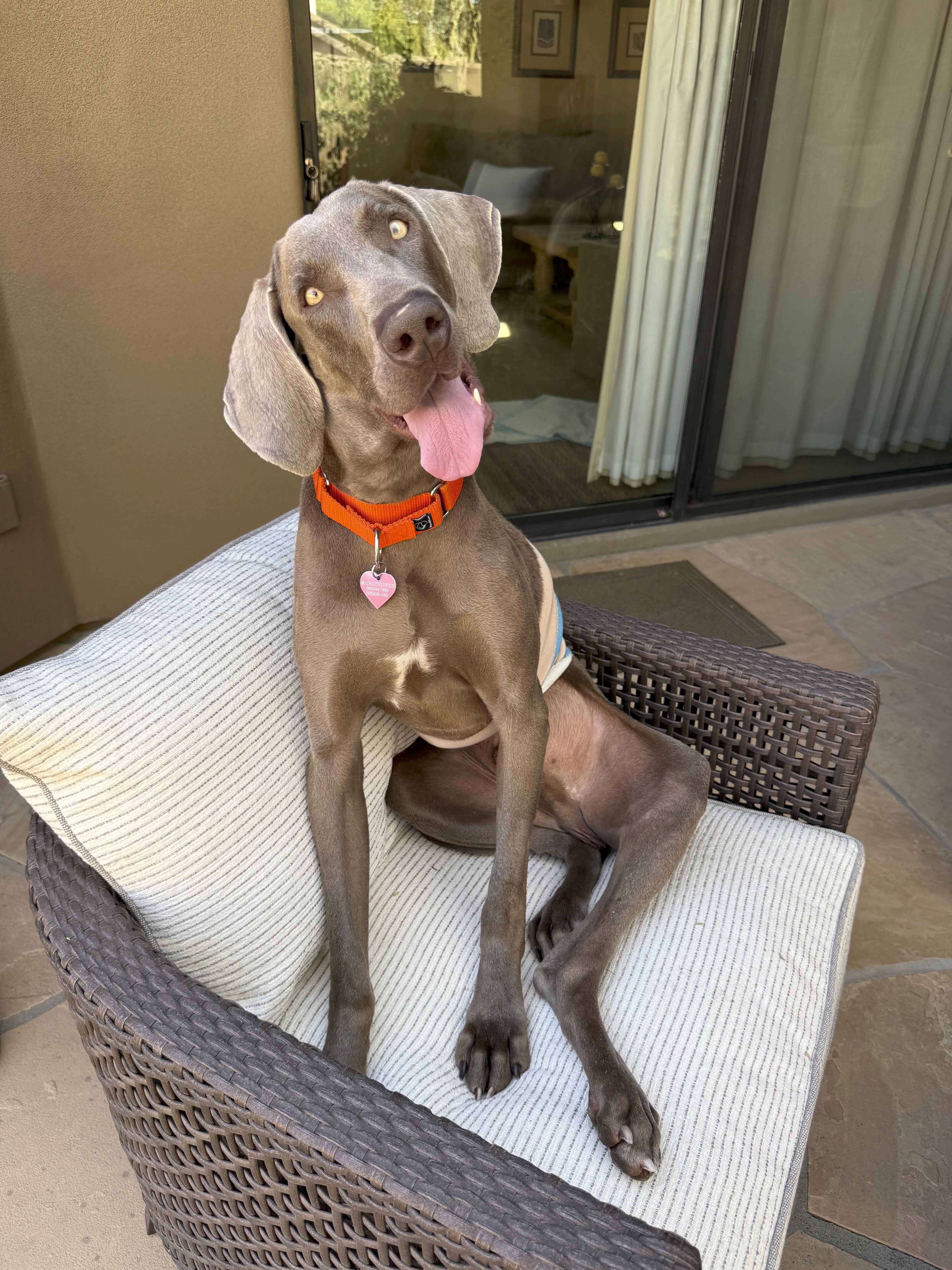 Archie, ADOPTABLE, Young Male Weimaraner.