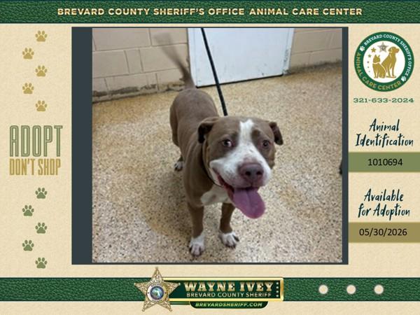 Enlarge Soto, a Adoptable mixed breed in Melbourne, FL image 1/1