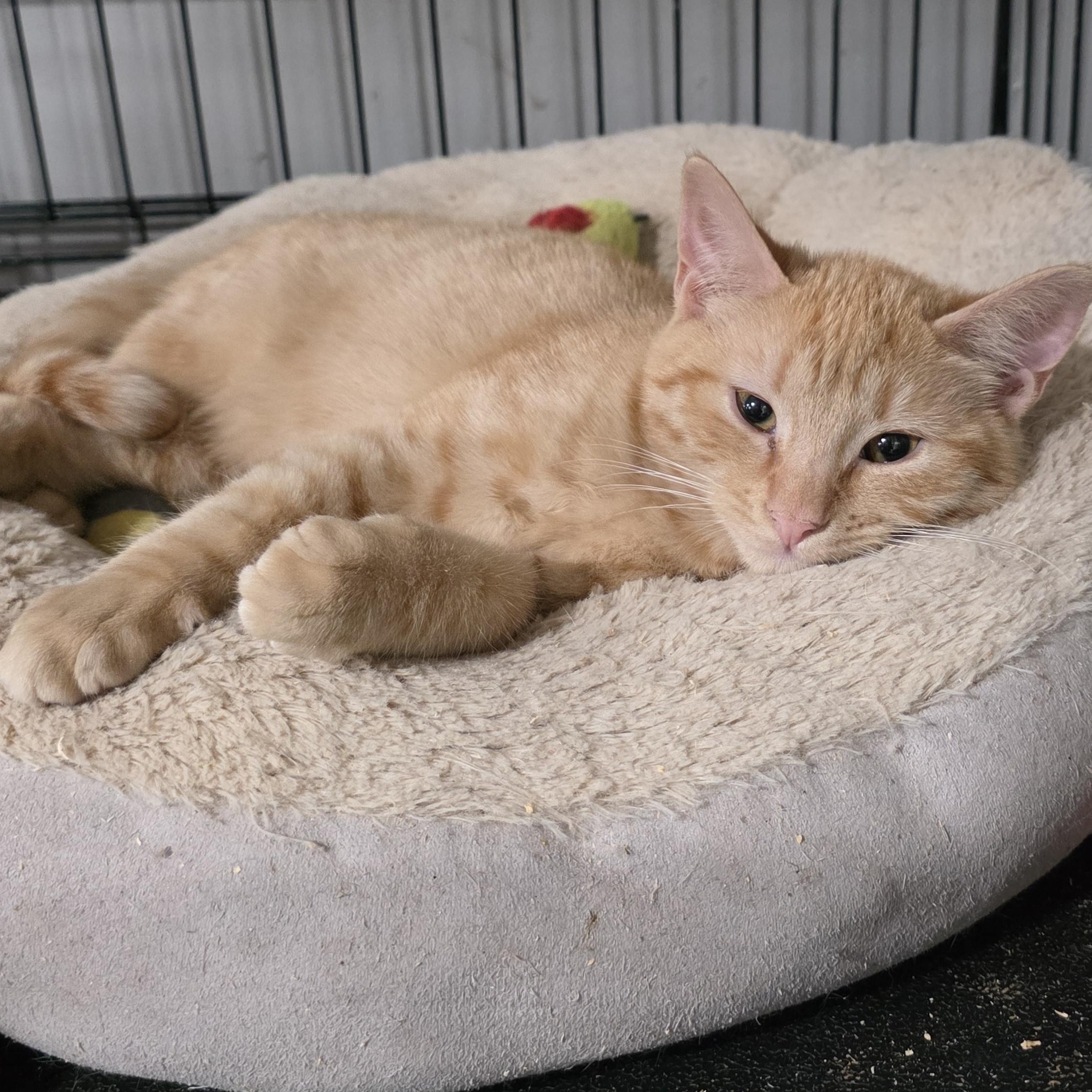 Enlarge Kitt, a Adoptable Domestic Short Hair in Mastic beach, NY image 1/1