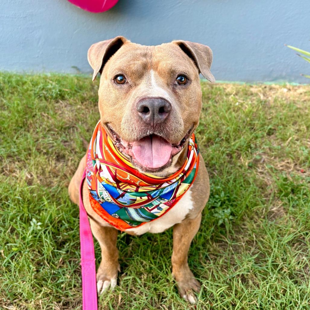 Enlarge Mc Chicken, a Adoptable Pit Bull Terrier in Austin, TX image 1/6