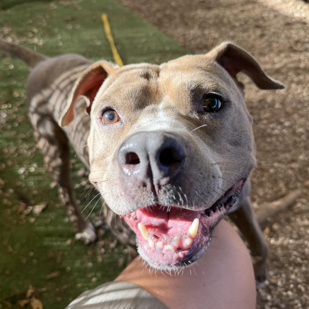Enlarge Mc Chicken, a Adoptable Pit Bull Terrier in Austin, TX image 2/6