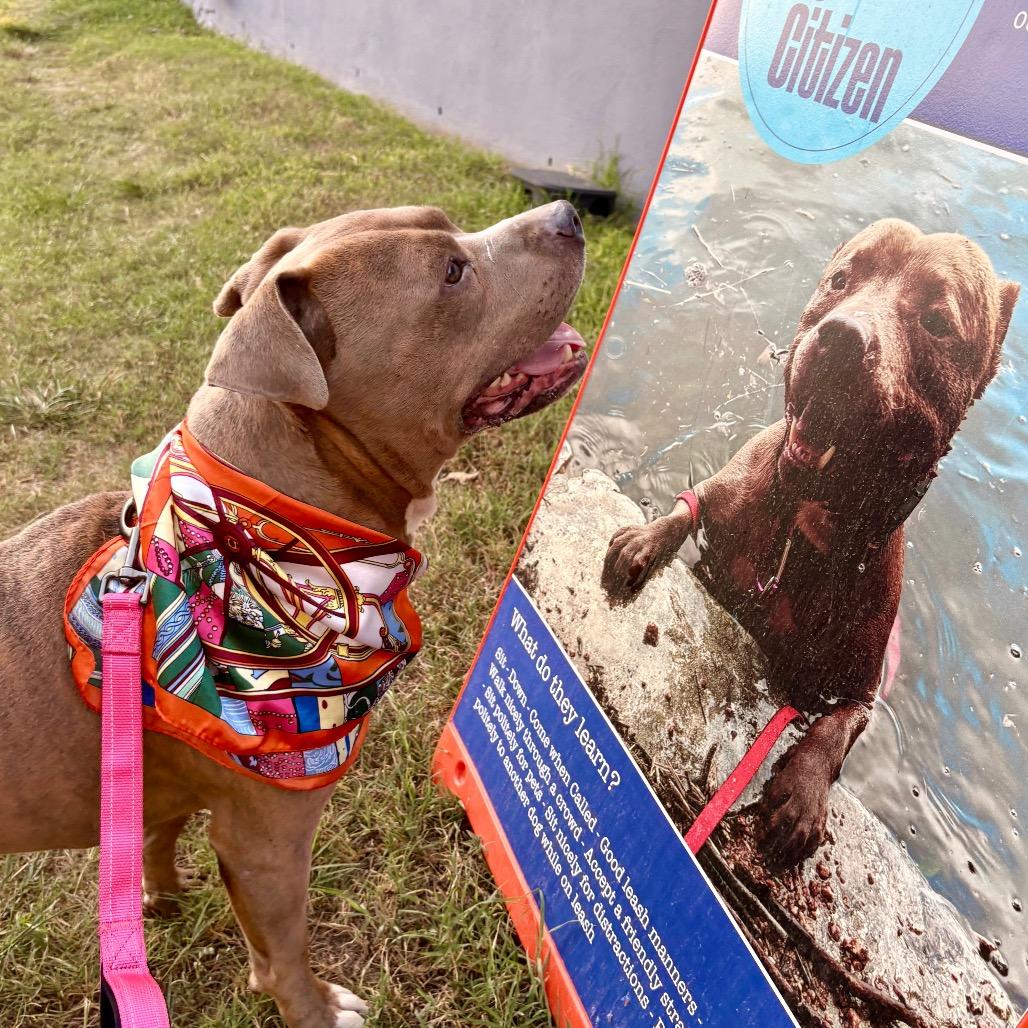 Enlarge Mc Chicken, a Adoptable Pit Bull Terrier in Austin, TX image 3/6