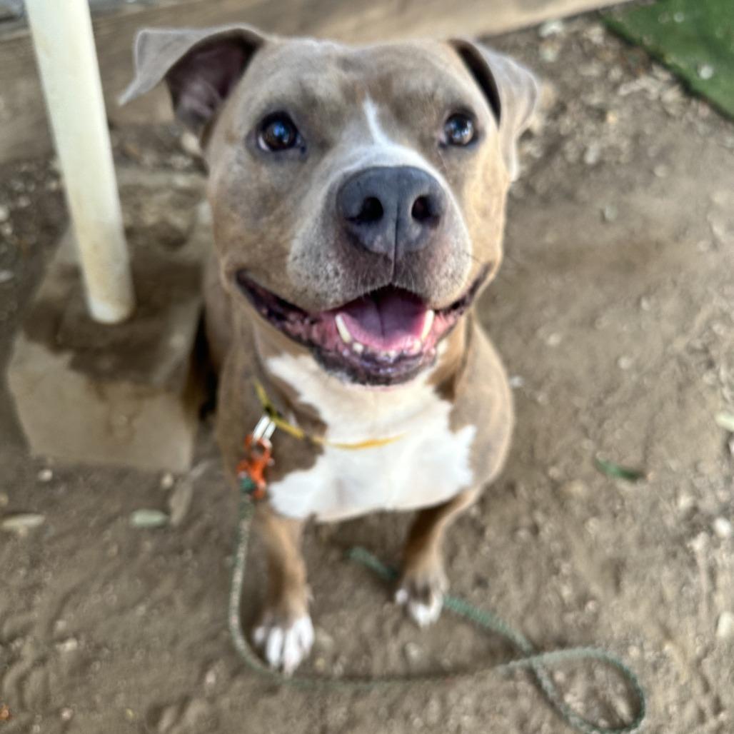 Enlarge Mc Chicken, a Adoptable Pit Bull Terrier in Austin, TX image 4/6