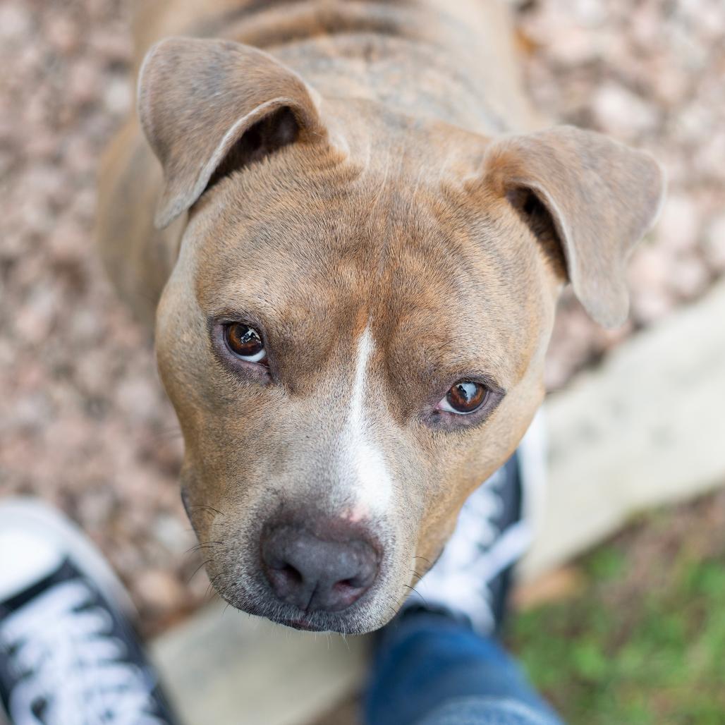 Enlarge Mc Chicken, a Adoptable Pit Bull Terrier in Austin, TX image 5/6