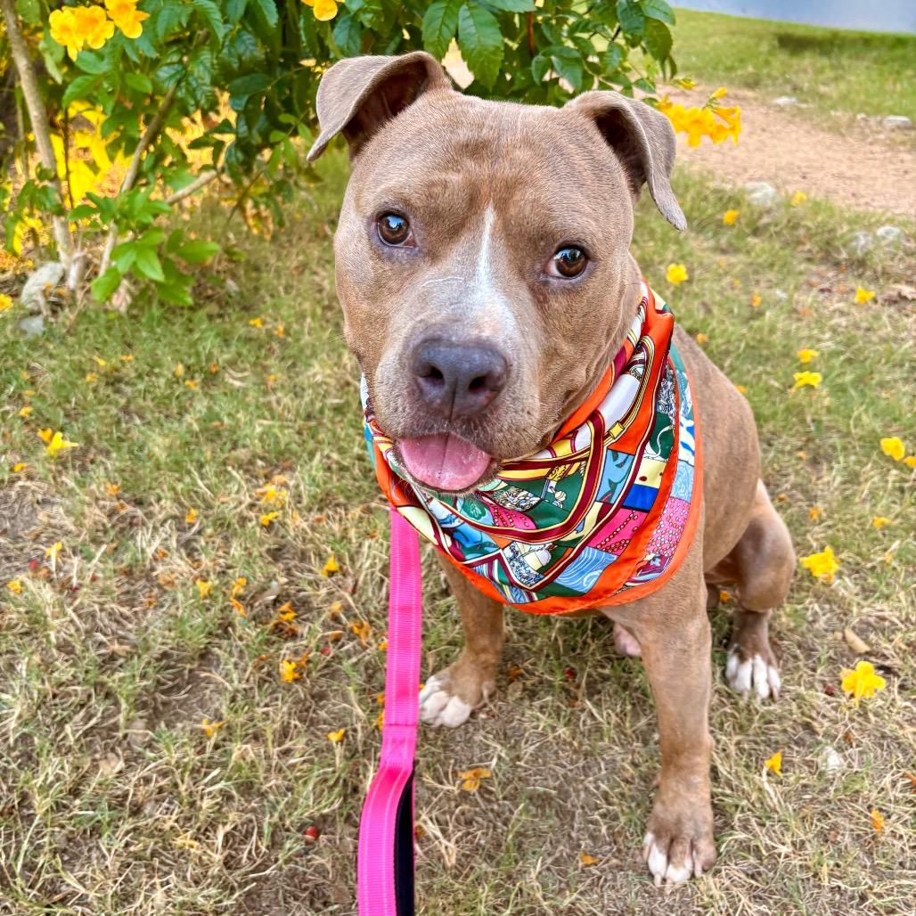 Enlarge Mc Chicken, a Adoptable Pit Bull Terrier in Austin, TX image 6/6