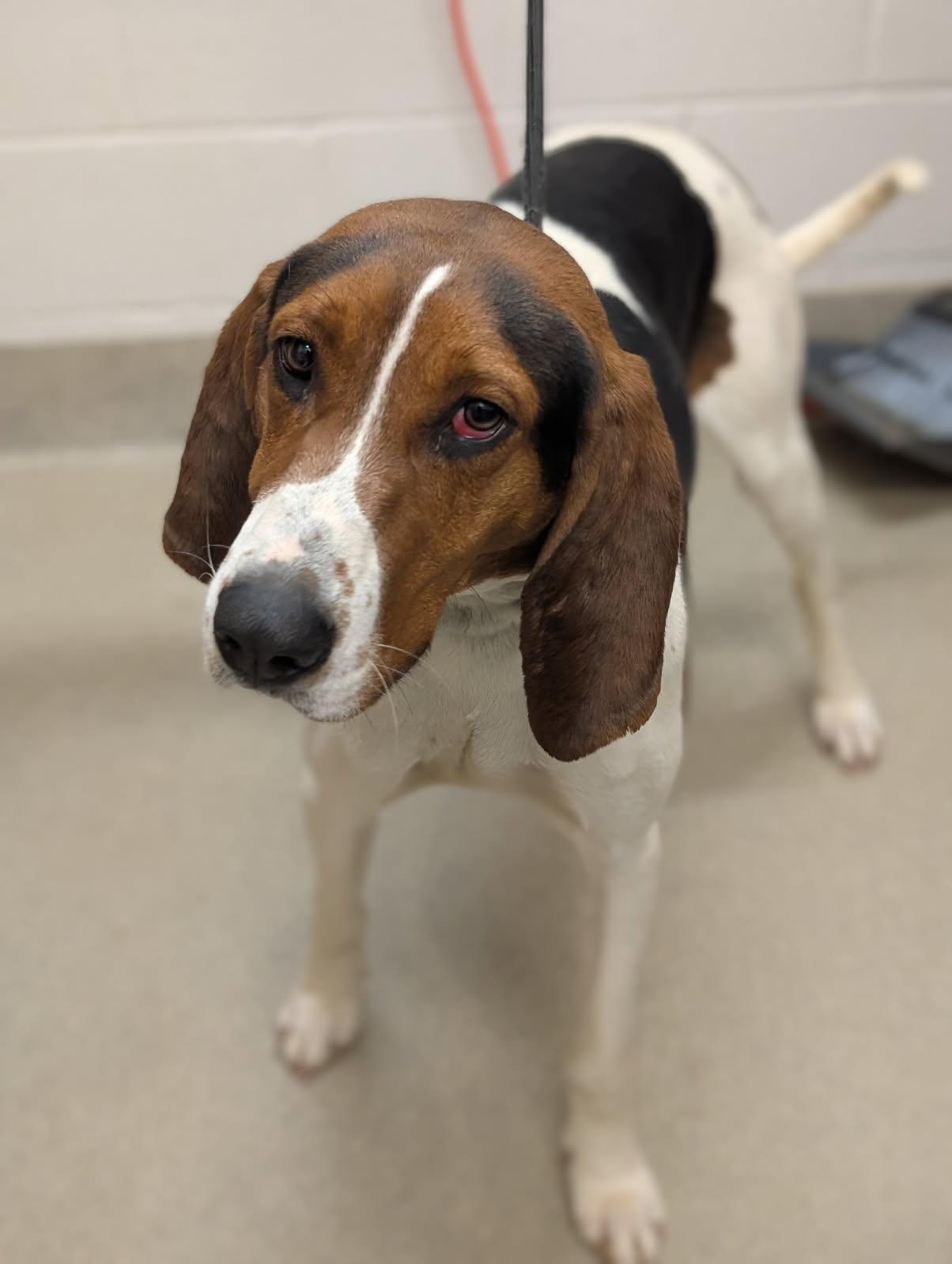 Enlarge Thurman, a ADOPTABLE mixed breed in Mount Vernon, OH image 2/2