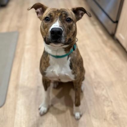 Enlarge Nacho, a Adoptable Mixed Breed in Memphis, TN image 1/6