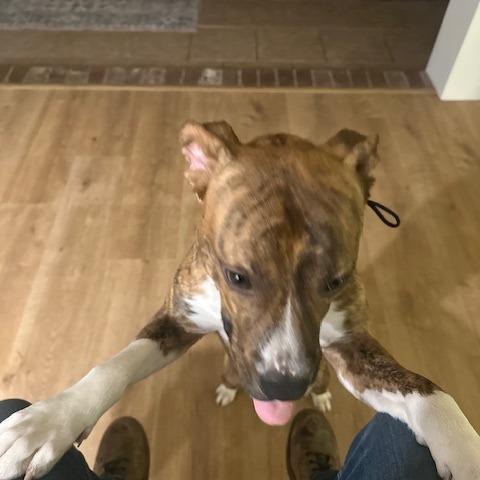 Enlarge Nacho, a Adoptable Mixed Breed in Memphis, TN image 2/6