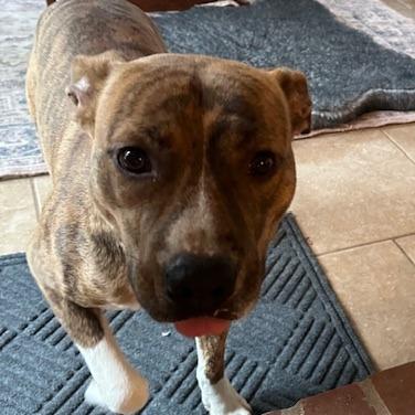 Enlarge Nacho, a Adoptable Mixed Breed in Memphis, TN image 3/6