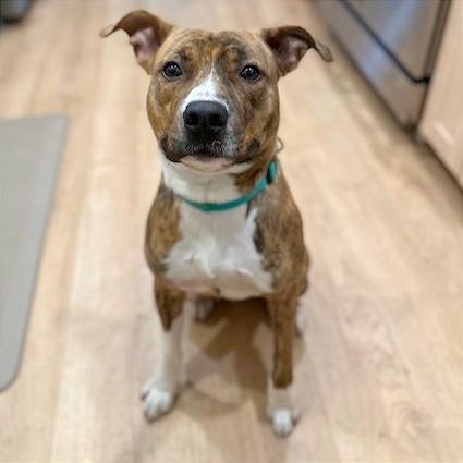 Enlarge Nacho, a Adoptable Mixed Breed in Memphis, TN image 3/6