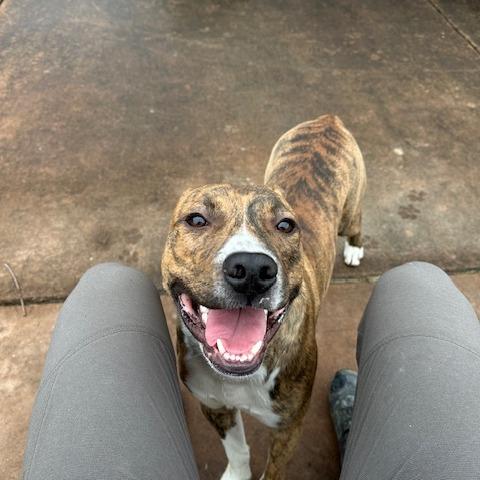 Enlarge Nacho, a Adoptable Mixed Breed in Memphis, TN image 4/6