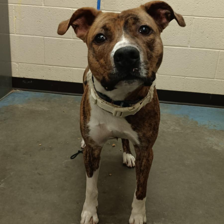 Enlarge Nacho, a Adoptable Mixed Breed in Memphis, TN image 5/6