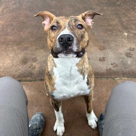 Enlarge Nacho, a Adoptable Mixed Breed in Memphis, TN image 6/6