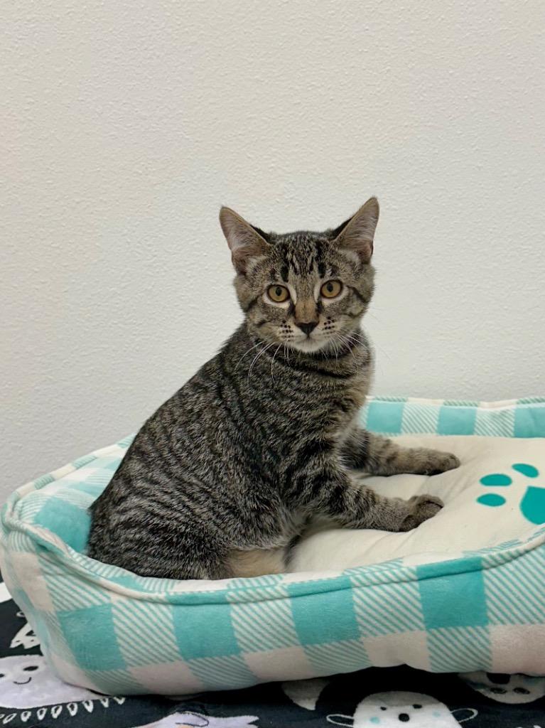 Jasper, Adoptable, Kitten Male Domestic Short Hair.