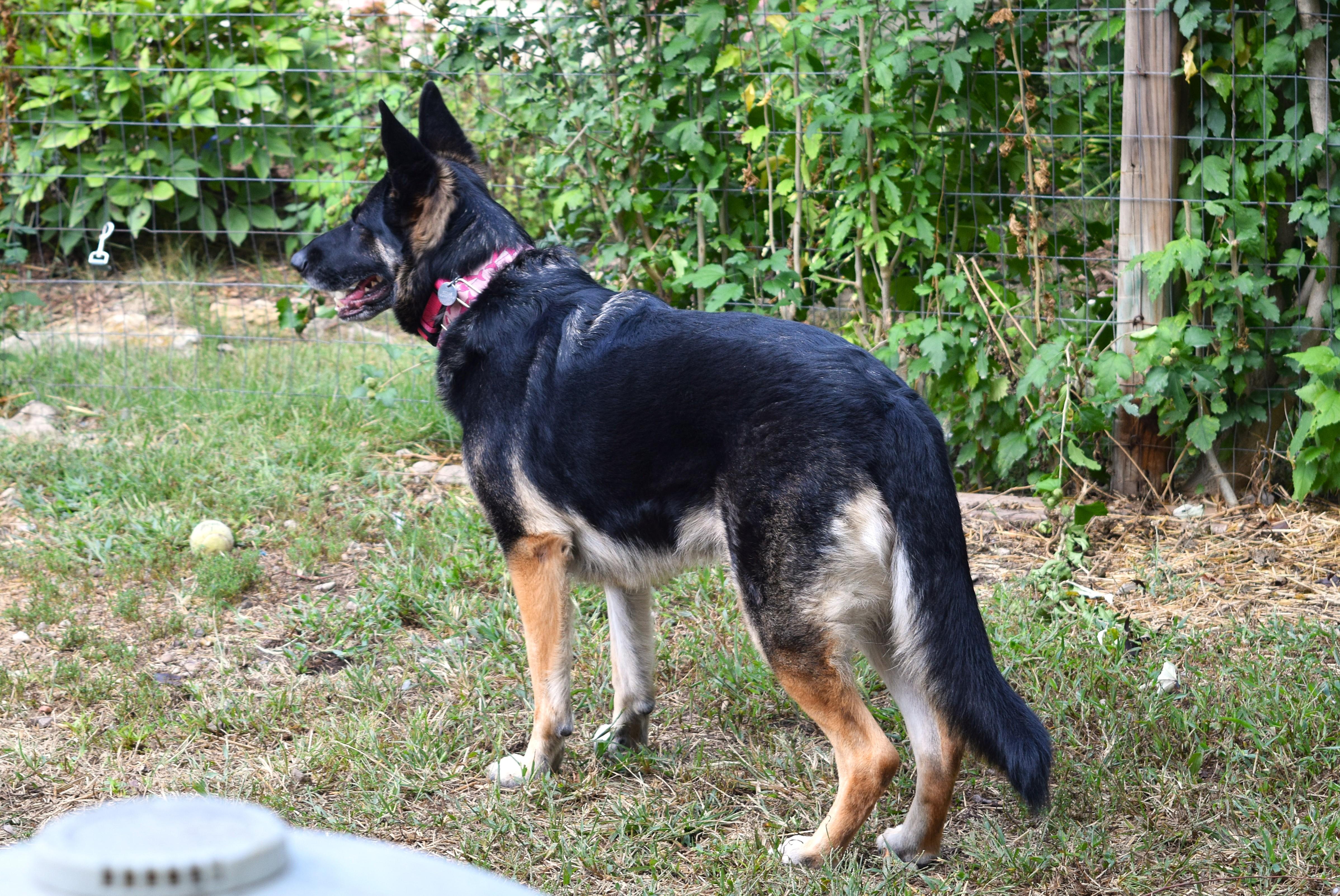 Enlarge Zoey, a Adoptable mixed breed in Parkville, MO image 3/6